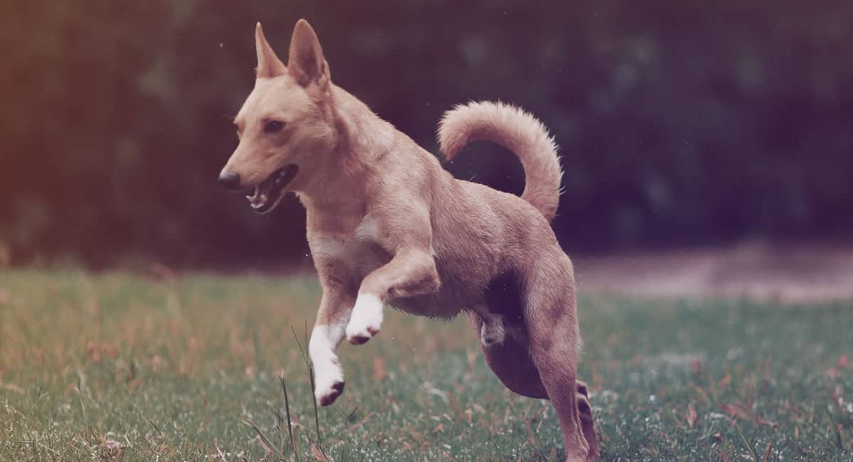 Services pet sitting video