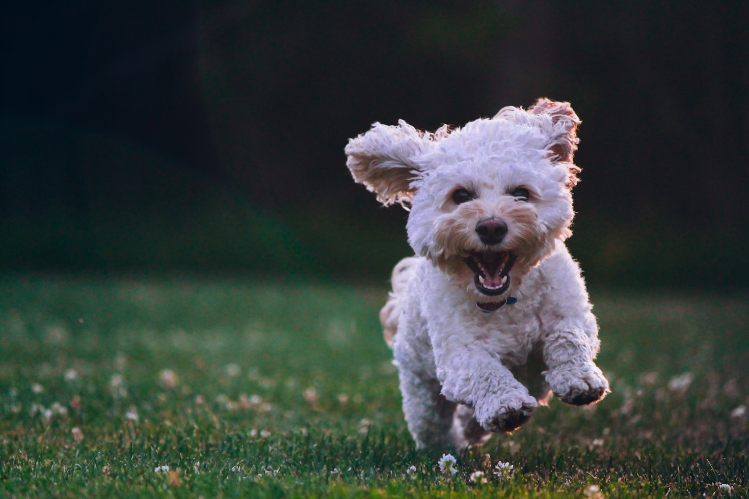 Understanding Your Pet’s Emotional Needs