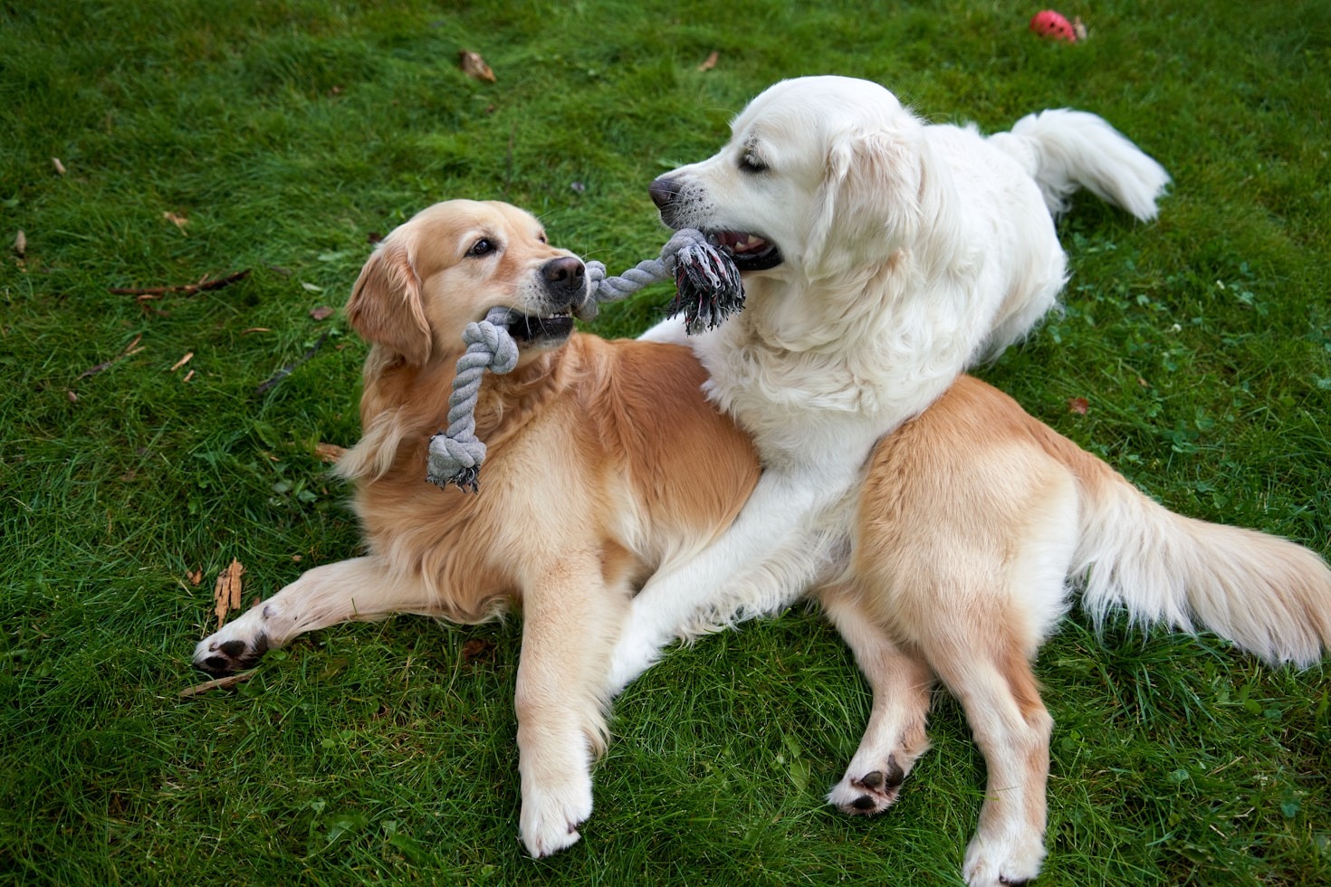 Celebrating the Joy of Pet Companionship