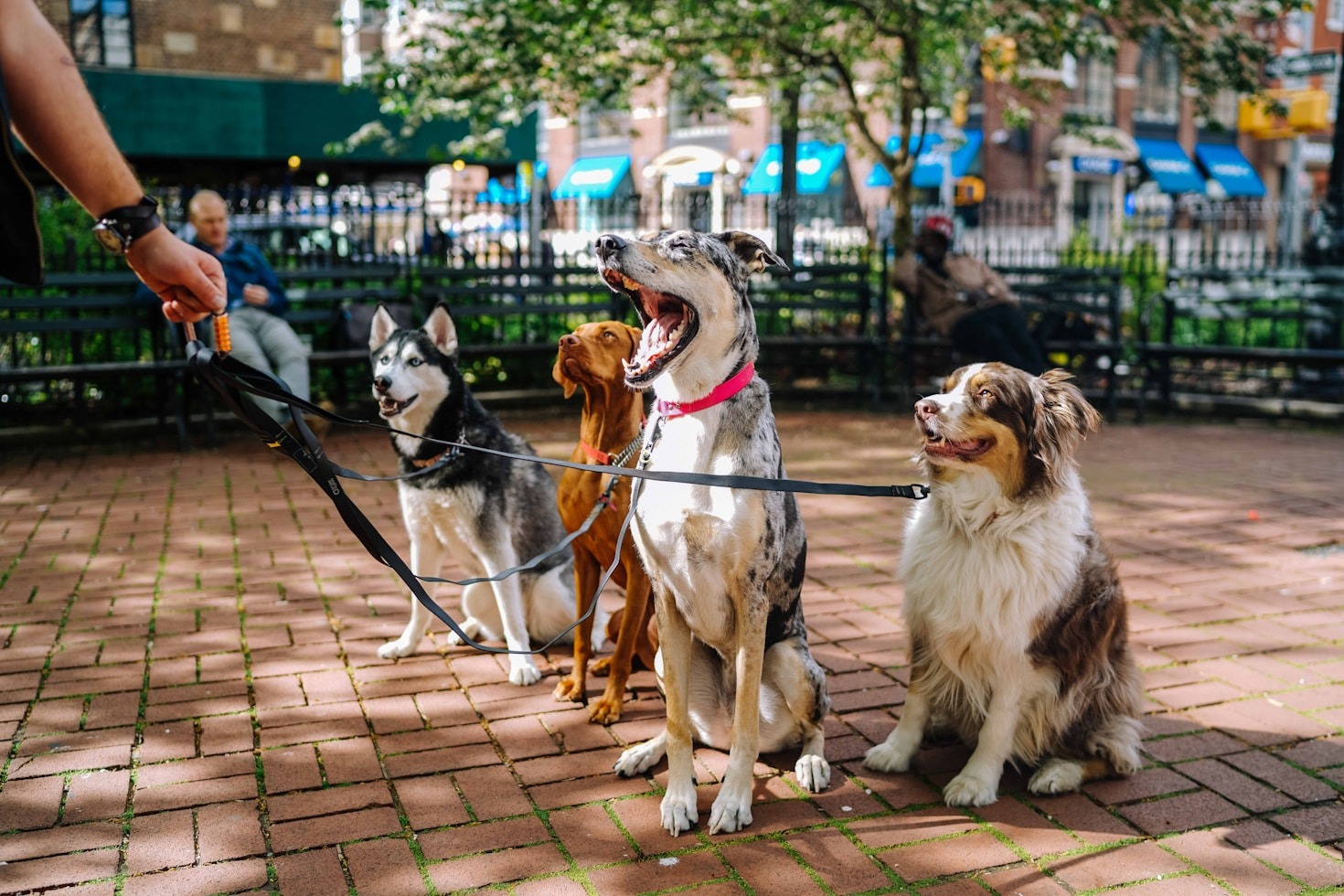 Common Mistakes and Fixes in Pet Care